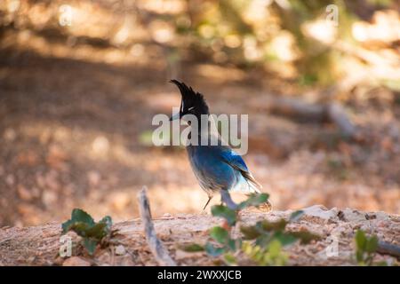 Le jay de Stellar (Cyanocitta stelleri) cherche de la nourriture sur le terrain dans le parc national de Bryce Canyon, Utah Banque D'Images