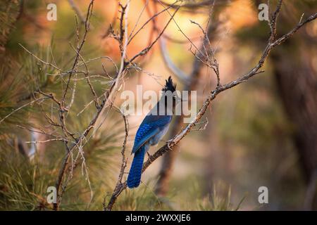 Oiseau Jay de Stellar (Cyanocitta stelleri) perché sur un arbre dans le parc national de Bryce Canyon, Utah Banque D'Images