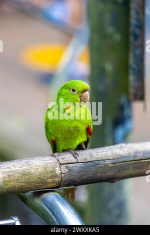 Perroquet vert dans un zoo d'oiseaux Parque das Aves parc d'oiseaux Brésil Iguazu cascades. Oiseaux tropicaux exotiques de plumes colorées brillantes dans la jungle de la forêt tropicale Banque D'Images