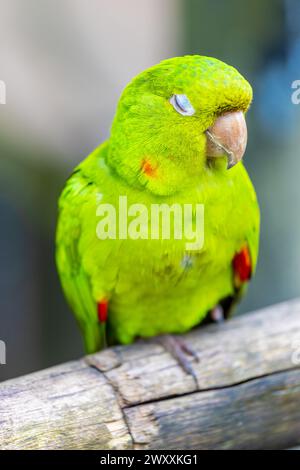 Perroquet vert dans un zoo d'oiseaux Parque das Aves parc d'oiseaux Brésil Iguazu cascades. Oiseaux tropicaux exotiques de plumes colorées brillantes dans la jungle de la forêt tropicale Banque D'Images