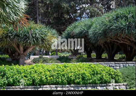 Parc Ramat Hanadiv, jardins commémoratifs du baron Edmond de Rothschild, Zichron Yaakov, Israël. Photo de haute qualité Banque D'Images