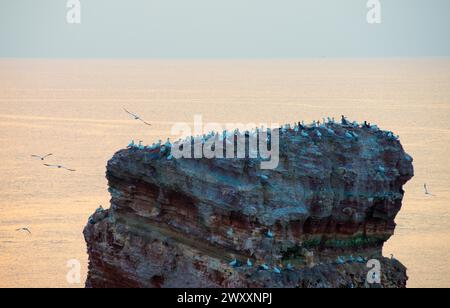 Colonie d'oiseaux sur une falaise abrupte au-dessus de la mer au crépuscule doux, coucher de soleil, obscurité tombante, crépuscule, vue sur la tour de roche rouge avec colonie de gannet, large mer Banque D'Images