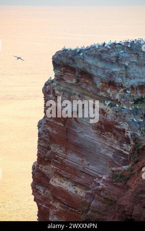 Colonie d'oiseaux sur une falaise abrupte au-dessus de la mer au crépuscule doux, coucher de soleil, obscurité tombante, crépuscule, vue sur la tour de roche rouge avec colonie de gannet, large mer Banque D'Images