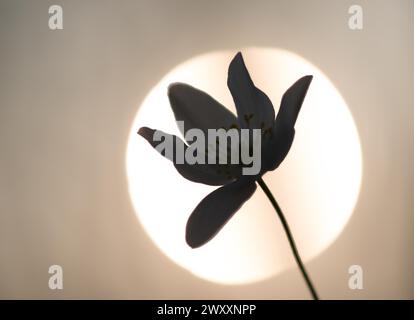 Silhouette d'une fleur devant le disque lumineux rond du soleil couchant, anémone de bois (Anemone nemorosa), fleur devant le soleil du soir Banque D'Images