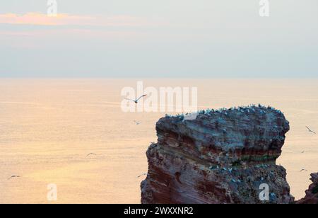 Colonie d'oiseaux sur une falaise abrupte au-dessus de la mer au crépuscule doux, coucher de soleil, obscurité tombante, crépuscule, vue sur la tour de roche rouge avec colonie de gannet, large mer Banque D'Images