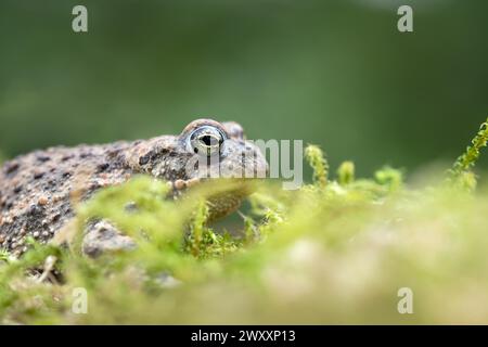 Crapaud natterjack (Epidalea calamita), caché dans la mousse, Rhénanie du Nord-Westphalie, Allemagne Banque D'Images