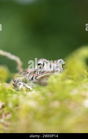 Crapaud natterjack (Epidalea calamita), caché dans la mousse, Rhénanie du Nord-Westphalie, Allemagne Banque D'Images