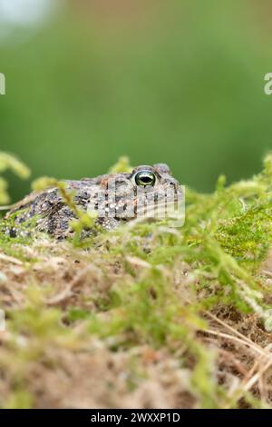 Crapaud natterjack (Epidalea calamita), caché dans la mousse, Rhénanie du Nord-Westphalie, Allemagne Banque D'Images