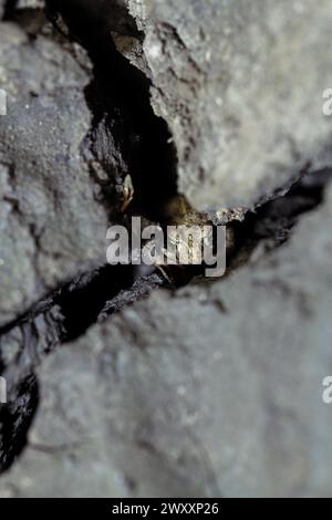 Crapaud natterjack (Epidalea calamita), caché dans une fissure sèche dans le sol, Rhénanie du Nord-Westphalie, Allemagne Banque D'Images