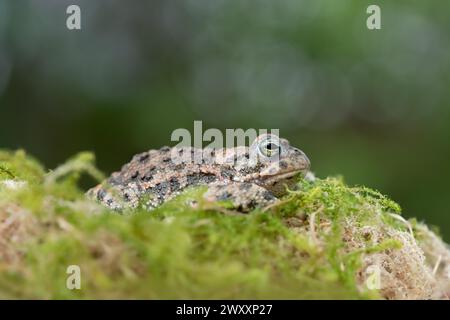 Crapaud natterjack (Epidalea calamita), caché dans la mousse, Rhénanie du Nord-Westphalie, Allemagne Banque D'Images