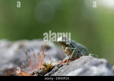Grenouille arboricole européenne (Hyla arborea), mâle assis sur la pierre avec de la mousse, Velbert, Rhénanie du Nord-Westphalie, Allemagne Banque D'Images