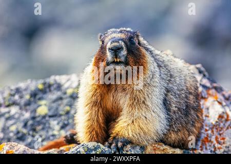 Gros plan sur une marmotte acharnée (Marmota caligata) dans un terrain rocheux, parc national Banff, Canada Banque D'Images