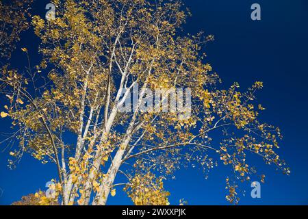 Blanc Betula -troncs et branches d'arbre de bouleau avec des feuilles jaunes dorées sur un ciel bleu profond en automne, Québec, Canada Banque D'Images