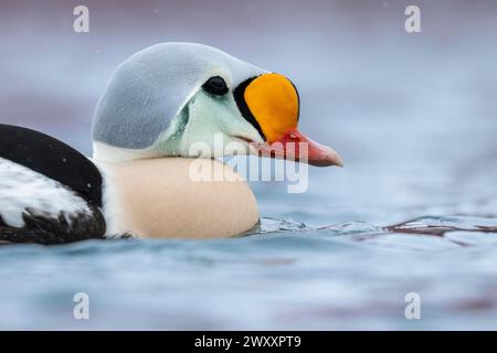 Eider à duvet (Somateria spectabilis), mâle, Batsfjord, Batsfjord, péninsule de Varanger, Finnmark, Norvège du Nord, Norvège Banque D'Images