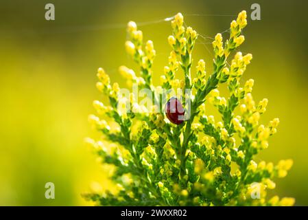 Une coccinelle rampant sur le dessus d'une plante verte sous un ciel ensoleillé, Allemagne Banque D'Images