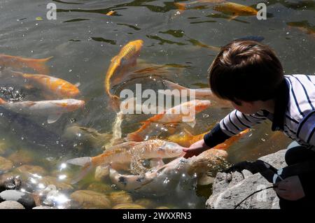 Jardin japonais, Monte Carlo, Monaco, Côte d'Azur, Un enfant regarde attentivement la carpe koï qui approche dans un étang, Principauté de Monaco, Côte d'Azur Banque D'Images