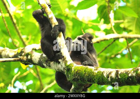 Un juvénile de macaque à crête (Macaca nigra) tient une branche d'arbre, alors qu'il est entretenu par un adulte alors qu'il a une activité sociale sur un arbre dans la réserve naturelle de Tangkoko, Sulawesi du Nord, Indonésie. Le changement climatique modifie les niches environnementales, ce qui amène les espèces à modifier leur aire de répartition en suivant leur niche écologique, ce qui pourrait être un inconvénient en termes de gestion efficace de la biodiversité, selon nature Climate change. « Le changement climatique et les maladies sont des menaces émergentes pour les primates, et environ un quart des gammes de primates ont des températures supérieures à... Banque D'Images