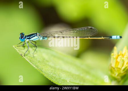 Marais commun Damselfly avec le nom scientifique de Homeoura chelifera. Les damoiselles sont des insectes volants du sous-ordre des Zygoptères dans l'ordre des Odona Banque D'Images