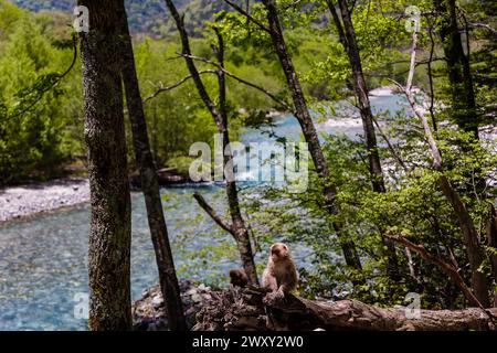 Macaque japonais sauvage (singe des neiges) dans une forêt des Alpes du Nord japonaises Banque D'Images