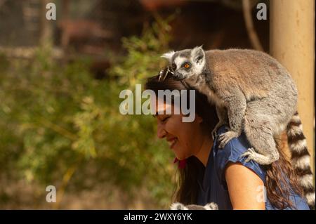 Un lémurien sur l'épaule d'une femme au zoo. Lemur catta Banque D'Images