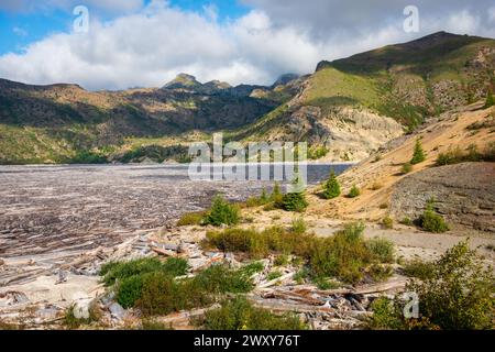 Les bûches flottantes de Spirit Lake à Mount équipés Helens, stratovolcan dans le comté de Skamania, État de Washington, États-Unis Banque D'Images