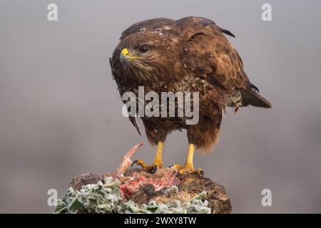 Beau portrait d'une buzzard en totale liberté avec végétation dans un champ en Espagne par une journée de brouillard dense Banque D'Images