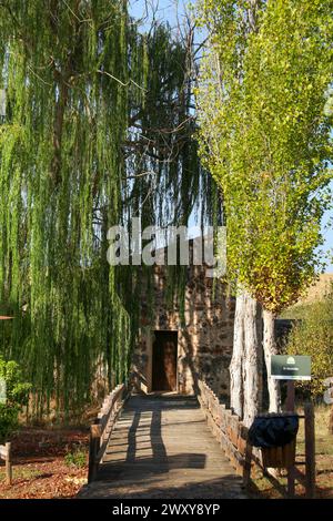 Caceres, Estrémadure, Espagne- 23 octobre 2023 : Salix Babylonica pendula à Caceres, région d'Estrémadure, Espagne Banque D'Images