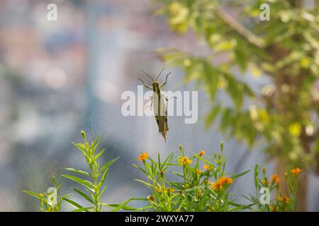 Un bâton d'insecte criquet géant ou sauterelle vivant sur l'avion de fenêtre dans un jardin de ciel de 51 étages à CaptiaSpring, Singapour. Banque D'Images
