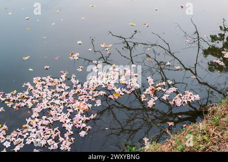 Fleur de Tabebuia rosea sur la surface de l'eau Banque D'Images