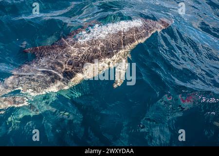 Membre d'une nacelle de dauphin commun (Delphinus delphis) nageant à côté d'un yacht à Mounts Bay, Cornwall, Royaume-Uni Banque D'Images