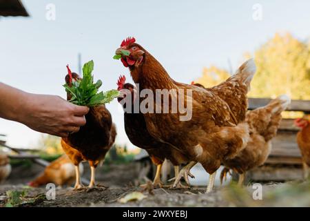 Gros plan de poulets mangeant des légumes verts d'une main humaine. Banque D'Images