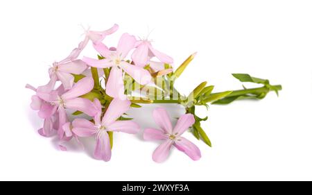 Soapwort ( Saponaria officinalis) isolé sur fond blanc Banque D'Images