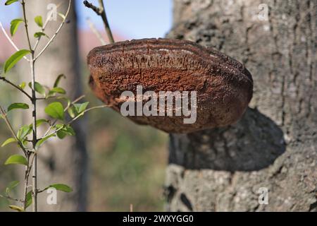 Champignon Tinder sur tronc de tremble. Fomes fomentarius. Populus tremula. Banque D'Images