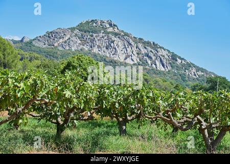 La Crau (sud-est de la France) : figuiers AOP , figues Sollies, au pied de la montagne du Fenouillet Banque D'Images