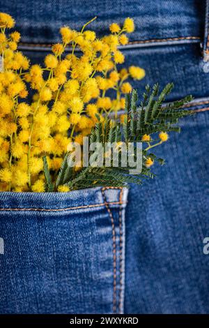 Fleurs de mimosa jaune vif et feuilles vertes dépassant d'une poche de vêtement en denim, mettant en valeur un contraste vibrant. Banque D'Images