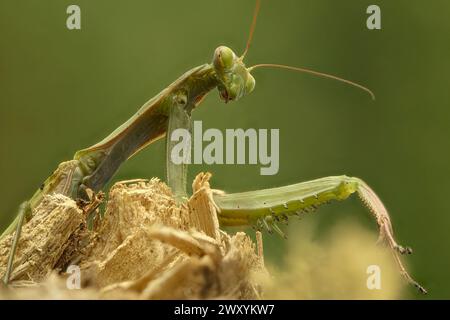 Photo en gros plan d'une mante priante verte perchée sur une brindille cassée sur un fond vert doux Banque D'Images