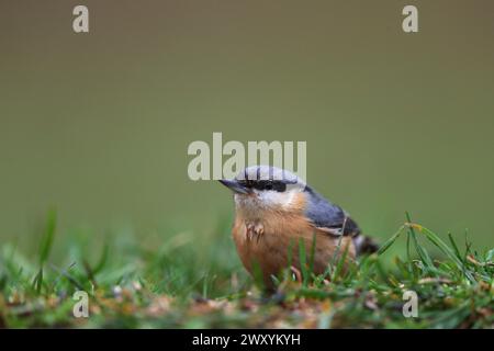 Un Nuthatch (598010) perché tranquillement sur une herbe verte luxuriante, regardant autour de lui avec un regard calme et attentif. Banque D'Images