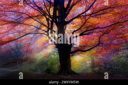 Arbre d'automne majestueux avec des couleurs d'automne vibrantes dans la forêt de hêtres d'Urederra, chaîne d'Urbasa, Navarre, Espagne Banque D'Images