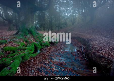 Un ruisseau enchanteur serpente à travers la brumeuse forêt de hêtres d'Ozarreta, drapée de mousse luxuriante et de feuilles d'automne Banque D'Images