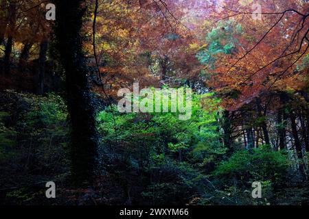 Une scène automnale sereine avec des couleurs de feuillage vibrantes sur la rivière Urederra, situé dans la charmante forêt de hêtres d'Urbasa, Navarre Banque D'Images