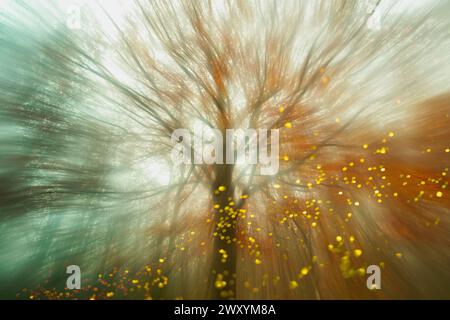 Une vue magique des rayons lumineux filtrant à travers la forêt de hêtres automnale à Montseny, en Catalogne, avec des feuilles dorées flottant dans l'air. Banque D'Images