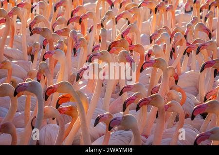 Un troupeau dense de flamants légers et communs affichant leurs panaches roses dans une lumière douce. Banque D'Images