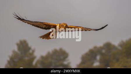 La vue captivante d'un cerf-volant rouge planant gracieusement, ses ailes attrapant les teintes chaudes d'un ciel de coucher de soleil à Lleida Banque D'Images