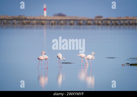 Une scène tranquille avec des flamants roses pataugant dans les eaux calmes de Bahia del Fangar avec un phare lointain dans le Delta del Ebro Banque D'Images