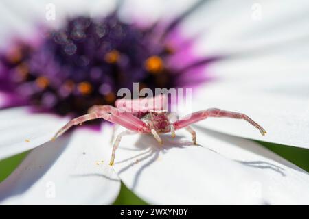 De près avec une araignée de crabe rose alors qu'elle navigue sur les pétales blancs immaculés d'une fleur d'Osteospermum, contrastant avec le centre sombre Banque D'Images