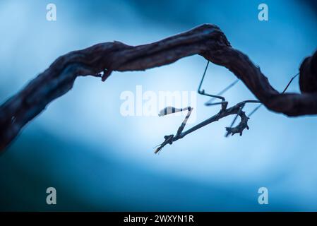 Silhouette de mantis priante perchée sur une brindille sur un fond bleu doux capturé à Malaga Banque D'Images