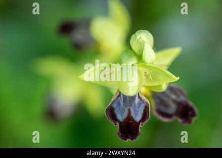 Un gros plan d'Ophrys lupercalis, espèce rare d'orchidées sauvages dans son habitat naturel affichant ses fleurs noires et jaunes uniques sur un gr doux Banque D'Images