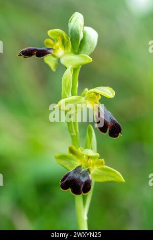 Un gros plan d'Ophrys lupercalis, espèce rare d'orchidées sauvages dans son habitat naturel affichant ses fleurs noires et jaunes uniques sur un gr doux Banque D'Images