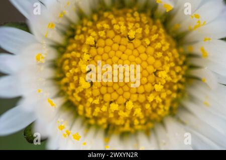 Photo macro capturant les détails complexes et le jaune vif du centre d'une marguerite entourée de délicats pétales blancs Banque D'Images