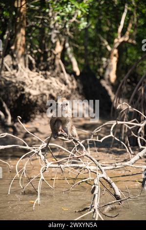 Un singe macaque solitaire repose soigneusement sur des racines de mangrove enchevêtrées dans la verdure luxuriante de l'archipel Langkawi, en Malaisie Banque D'Images